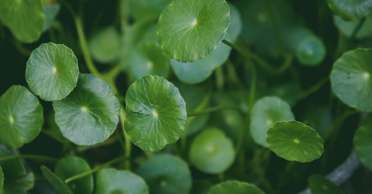 A dense patch of round green leaves on upright stems fills the frame.