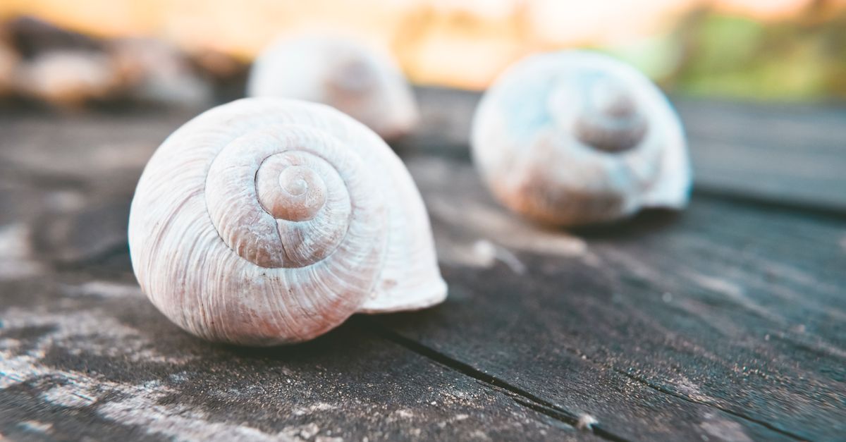 Spiral snail shells rest on weathered wood in low evening light.