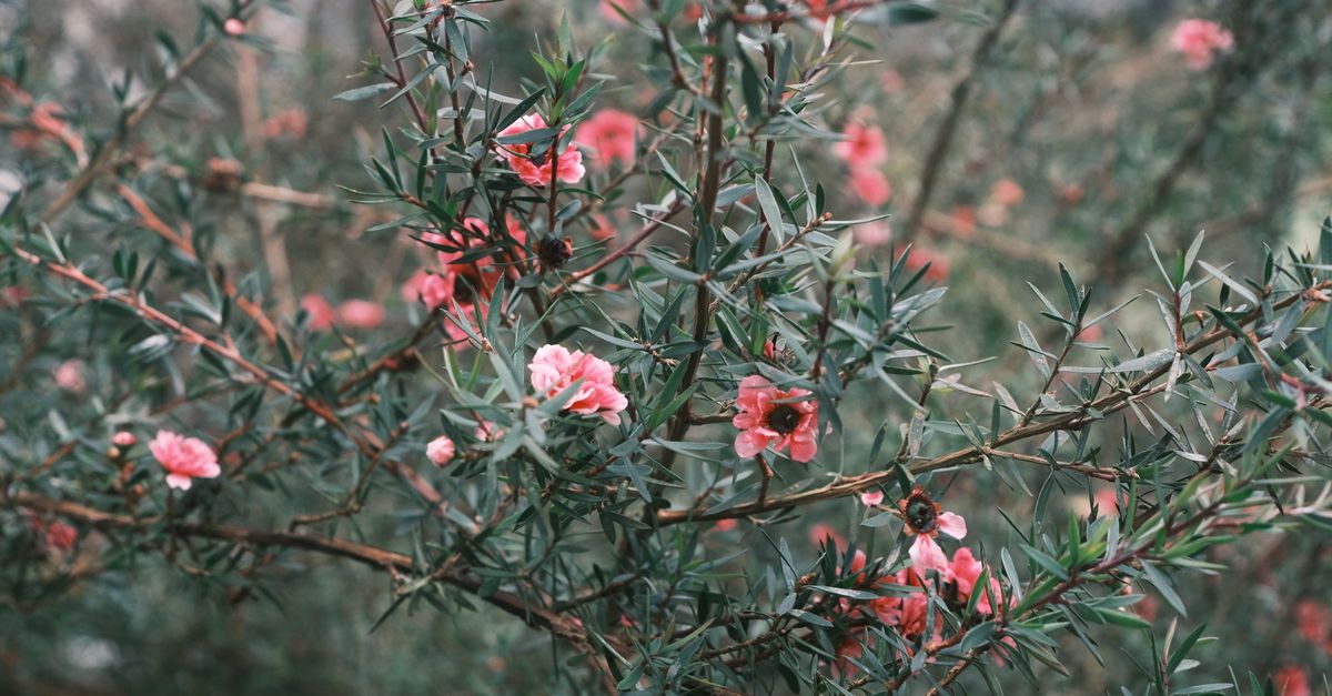A shrub with narrow grey green leaves is covered in small pink flowers.