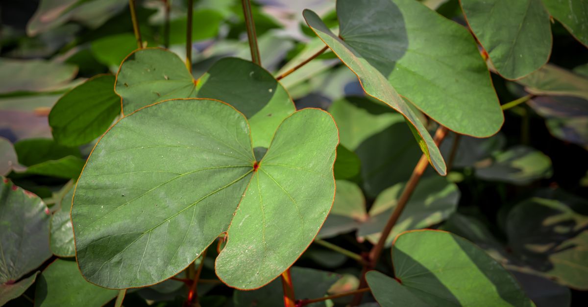 Heart shaped green leaves grow on slim stems, seen up close.