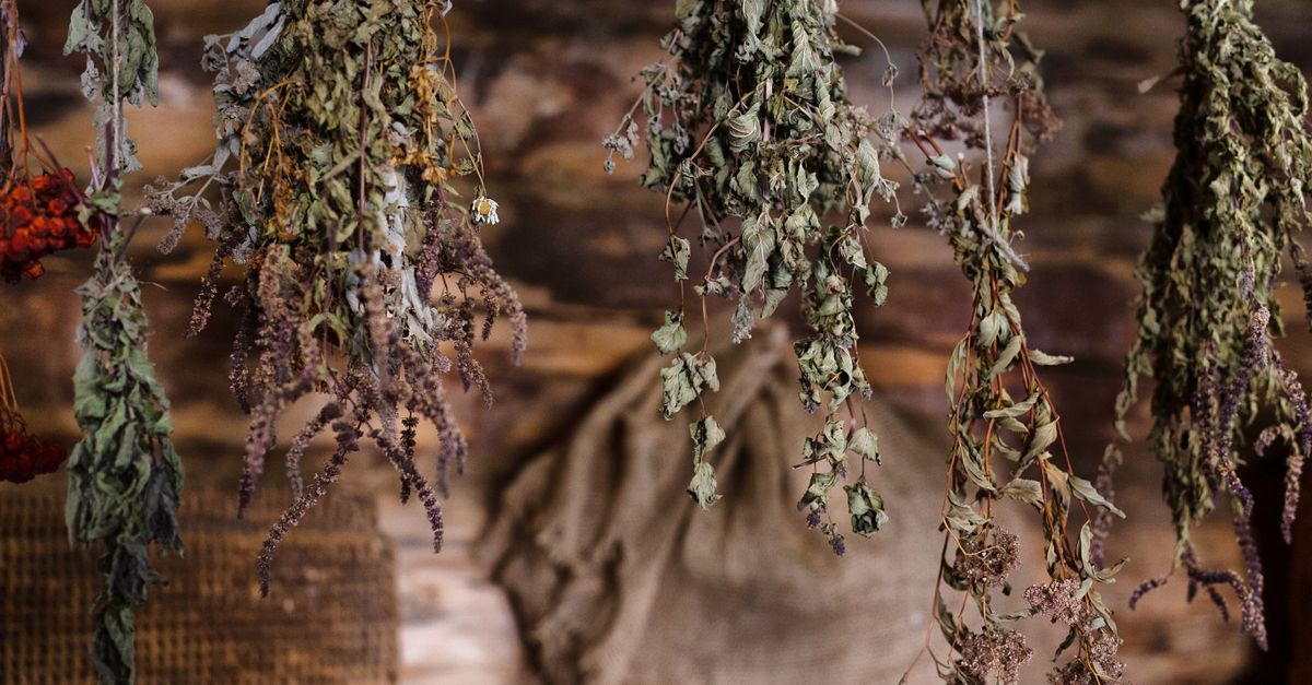 Bunches of dried herbs hang upside down from a wooden beam.